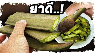 รอดมาได้..!! เพกา (ลิ้นฟ้า) ผักฟื้นบ้าน รู้สรรพคุณถึงกับร้องว๊าว  | Nava DIY