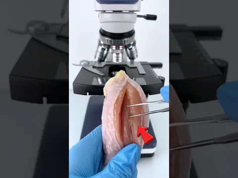 😱మనం తినే chicken Microscope లో చూస్తే ఎలా ఉంటుంది👀 #youtubeshorts #shorts
