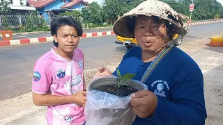 #เที่ยวลาวใต้ เอาต้นมะเขึอขื่นให่ญที่สุดในประเทศลาวให้บ่าวแมัคเอาไปปลูกทีอุบลไทยแลนร์🇹🇭#เลาะตลาดตลี