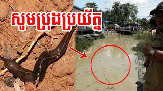 (ដង្កូវចម្លែក) សូមបងប្អូនប្រុងប្រយ័ត្នក្នុងរដូវភ្លៀងនេះ ពិសេសនៅតំបន់ដែលជន់លិច | ប្លែកៗ - BLEK BLEK