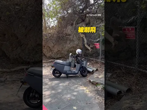 【嚇得猴飛魄散】山上遇到89猴！ 搶食開到整人薯片桶 #shorts #台灣獼猴 #山道上的猴子 @funny_videos