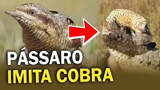PÁSSARO que IMITA SERPENTE e outras AVES com ESTRATÉGIAS IMPRESSIONANTES #2