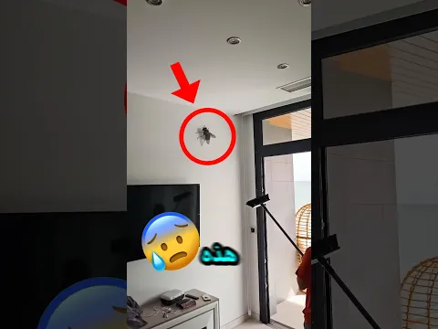 ‏هذا الشخص قرر انو ‏يعمل شي مع هذه الذبابة العملاقة !!! لكن صار آشي !!! 💔😰 #shortvideo #shorts
