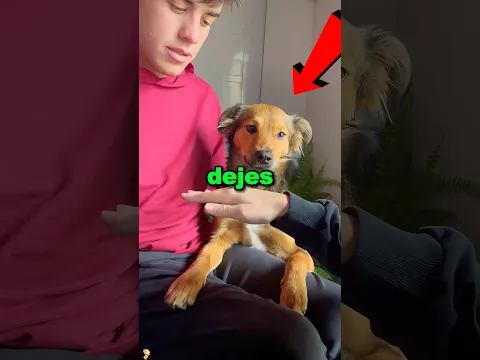 Nunca dejes que tus perros te imiten 😱😳 #shorts