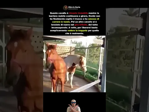 Quando un cavallo finalmente si libera dal giro infinito #shorts