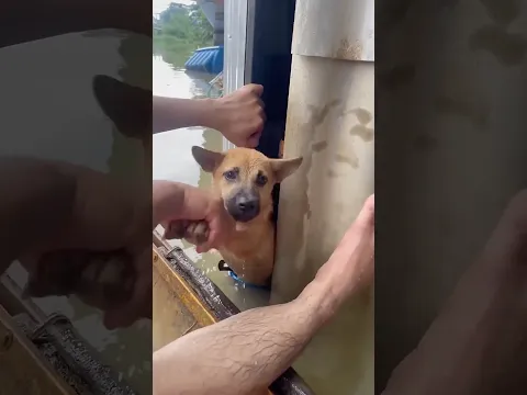 Rescuing Dogs From Flooded City!❤️