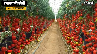टमाटर की खेती | Tamatar ki kheti kaise karen | Tomato ki kheti | Tomato Gardening |A to Z full Video