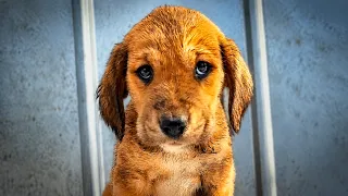 Abandoned Puppy was Scared to Death and Struggling to Survive until This Happened