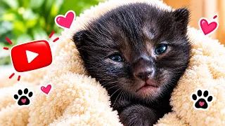 🐾😹 You Will Laugh 😂🐱 | Funniest Cats & Dogs Compilation part 5th 