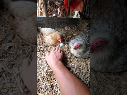 المعانات في اخذ البيض من تحت الدجاجة
