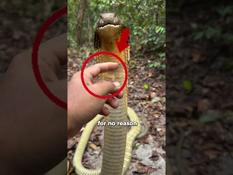 Animal Encounters Nobody Was Ready For
