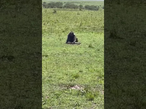 BABOON GRABS BABY GAZELLE #shorts #baboon