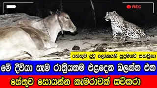මේ දිවියා සෑම රාත්‍රියකම එළදෙනව බලන්න එන හේතුව සොයන්න කැමරාවක් සවිකරා.