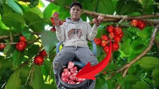 COGIENDO POMARROSA