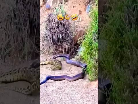 Explore the secret weapon of the Gabon viper