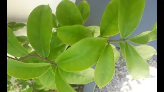 ORA-PRO-NOBIS PARA SUA SAÚDE ! COMO USAR