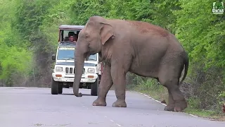 God, what happened on the fierce elephant road..#elephant #elephantattack