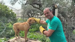 Rescuing the Chained Hunting Dog from Hell - I Gained her Trust ♥️ Let’s Go Home! - Takis Shelter