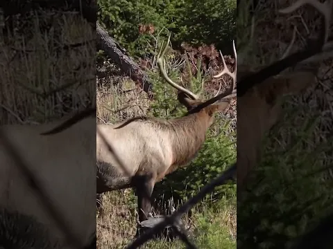 One of the craziest elk experiences  with @bornandraisedoutdoors  & @TheHuntingPublic