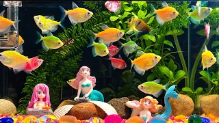 The Most Satisfying and Relaxing Colorful Fish Aquarium That Looks Like a Dream! 😍🌿 | Part 12