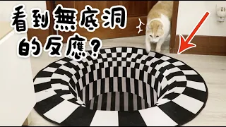 【黃阿瑪的後宮生活】貓看到無底洞的反應？這反應太天才了！