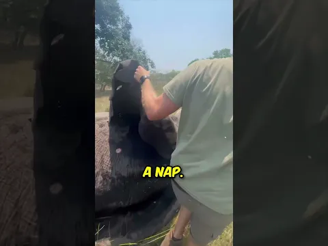 Elephants Love Their Babies 🥰
