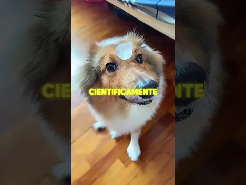 El hielo reveló algo inesperado en cada perro 😳🧊🐶