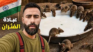 دخـلت معبـد الفئـران في الهند حيث يركعـون للفـأر من أجل الحصـول على البـركة ! 🇮🇳