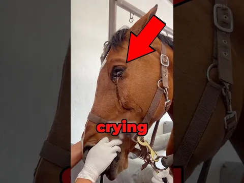 Horse Crying Tears