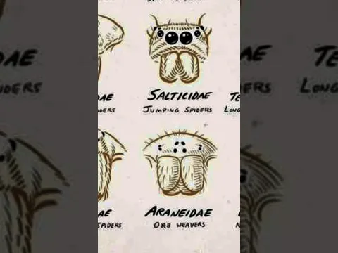 Types Of Spider | Part-3 #spider #scary #shorts