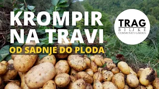 KROMPIR NA TRAVI - Od Sadnje Do Ploda