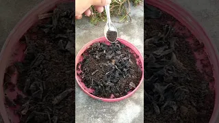 🌿आपके घर पर ही है गुड़हल 🌺 के लिए सबसे अच्छी खाद 😲 // Best organic fertilizer for Hibiscus plant