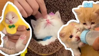 【#一只又廷】奶猫合集2.0！一起来感受可爱暴击吧