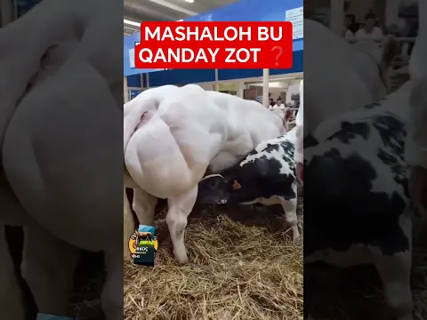 BUQALAR #chorva#tiktok#instagram#farm#farming#cow#bull#ferma#geremfort#angus#avlikol#semental#buqa