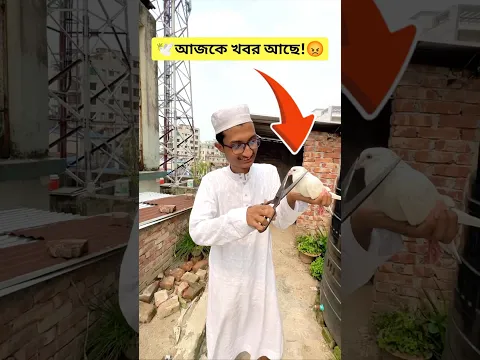 গলাটা কেটে দিবো নাকি? 🕊️🤔 #kabutar #কবুতর #birds #funny #comedy #viralvideo #shorts #trend #fyp