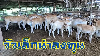 วัวไทยพื้นเมืองลุงอำนวยต่ำหมื่น + คู่แม่ลูกสวยๆน่าเลี้ยง วังประจบ ตาก 091-860-0697