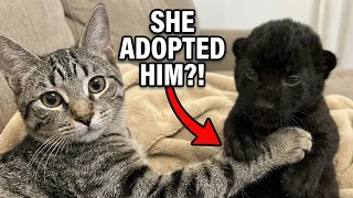 I Found a Newborn “Panther” in the Snow… Now My Cat Thinks It’s Her Baby!😳🍼