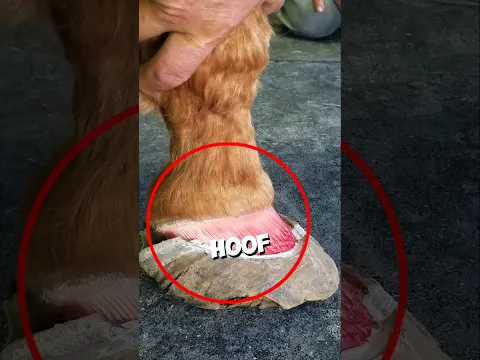 Restoring A Horse's Hoof That Fell Off🐎