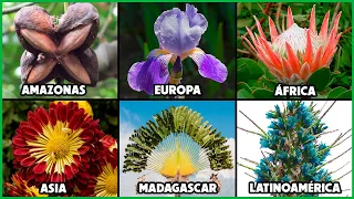 HERMOSAS PLANTAS que puedes encontrar ALREDEDOR DEL MUNDO