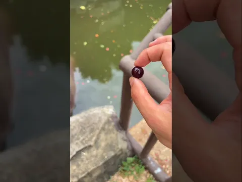 Owner Surprises Hippo with a Small Grape ❤️😂