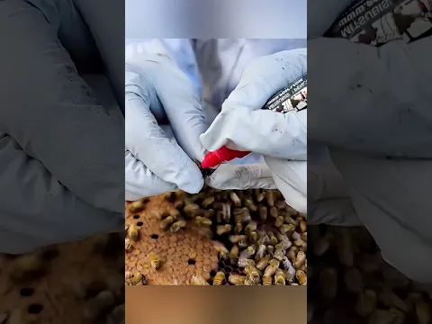 Perché l’Ape Regina Viene Messa in Gabbia? 🐝👑
