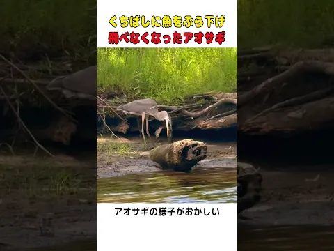 くちばしの先に魚が…なぜか飛べないアオサギ🐦  #shorts #動物救出 #野鳥