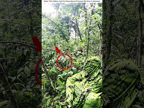 গাছের মতো বসে পাখির অপেক্ষা — Nature Trick #shorts