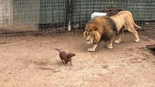 ¡Parecía que el león perseguía al perro salchicha! Luego todos terminaron riéndose