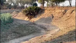 Leopard kills impala