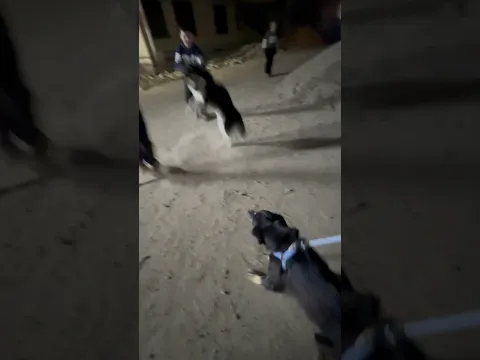 عركة بين الكلاب 🐶😂  A fight between dogs