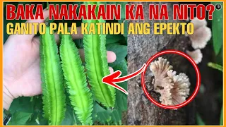 GANITO PALA ANG EPEKTO SA KATAWAN  NG GULAY NA SIGARILYAS o WINGED BEANS AT NG KULAPDOT