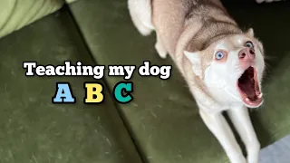 Talking Mini Husky Learns Alphabet