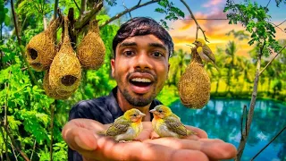 বাবুই পাখির ফুটালো ছানা ! mD_baker/Babui pakhir baccha.