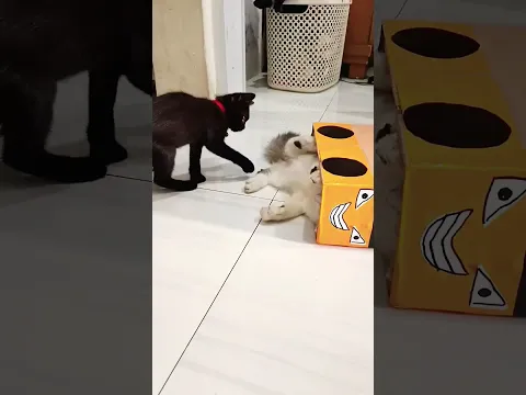 Teman jahil #funny #cat #kucing #lucu #fyp #feedshorts #viral #shorts #shortsvideo